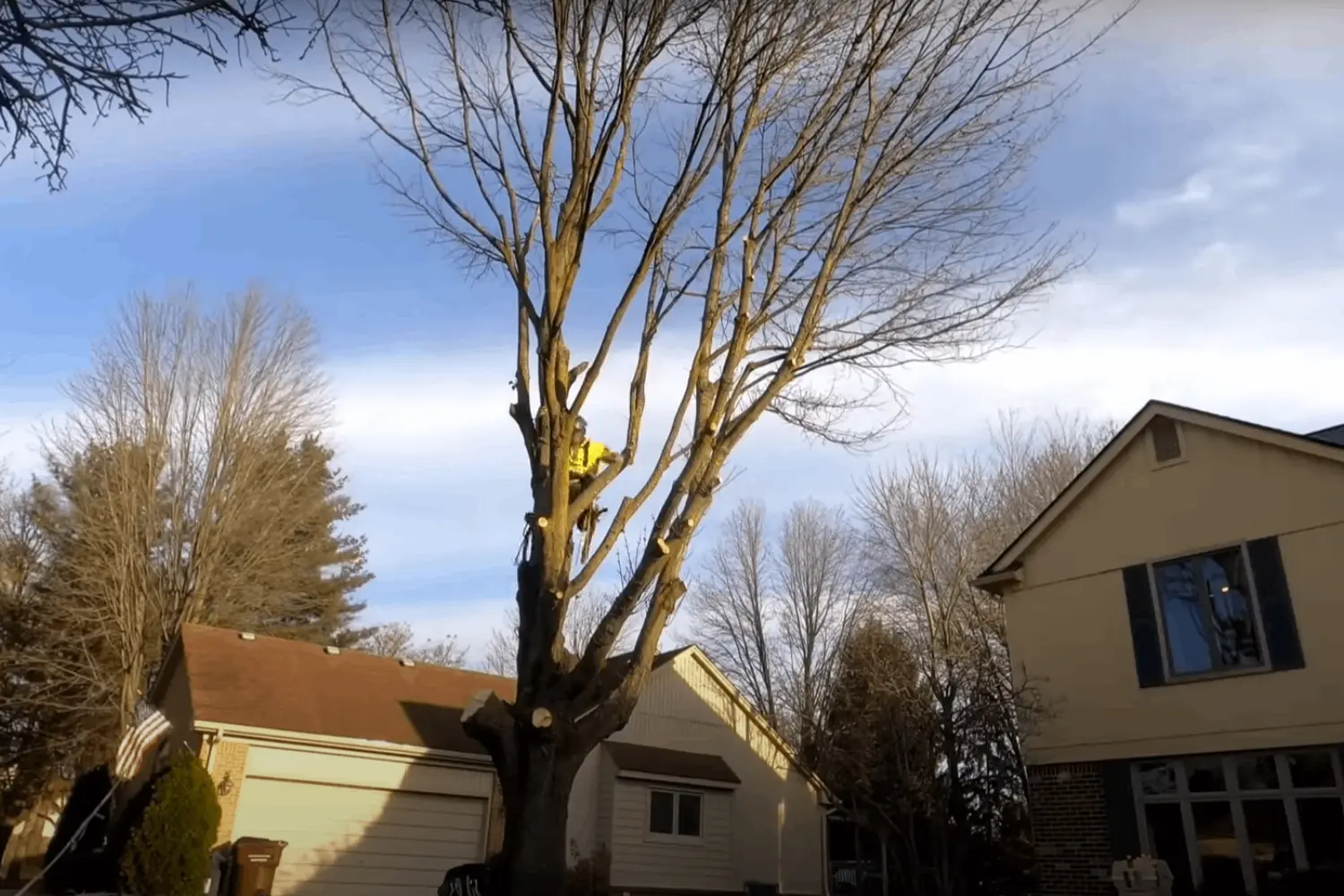 is tree removal considered landscaping Bluestone